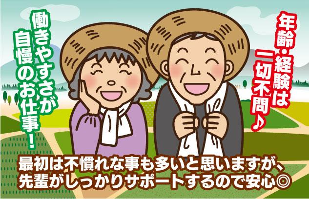 ビニールハウス内 ほうれん草の種まき 植え付け 年齢不問 バイト｜伊予郡松前町大溝