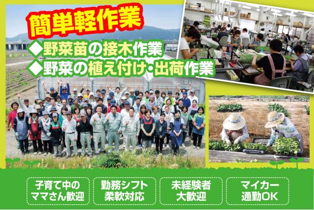 野菜 苗 接木 植え付け 出荷 軽作業 未経験 主婦 パート｜東温市南野田