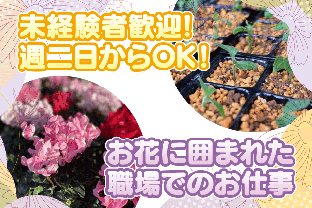 軽作業 挿し芽 挿し穂 出荷準備 週2日より WワークOK パート｜M＆Mフラワー｜愛媛県伊予郡松前町大字神崎