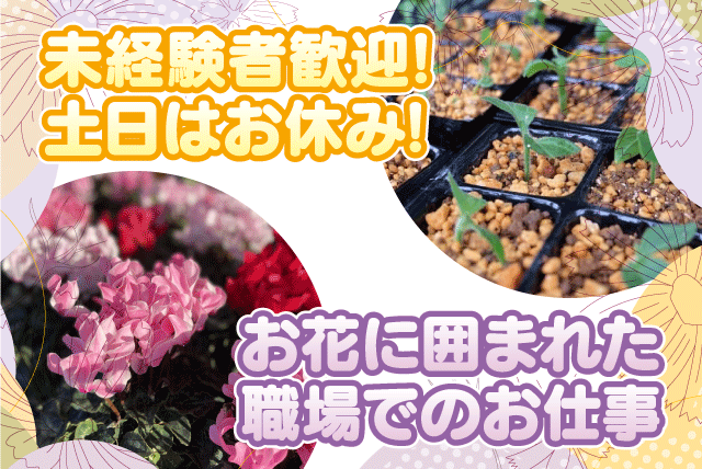 軽作業 挿し芽 挿し穂 出荷準備 経験不問 土日休み パート｜M＆Mフラワー｜愛媛県伊予郡松前町大字神崎