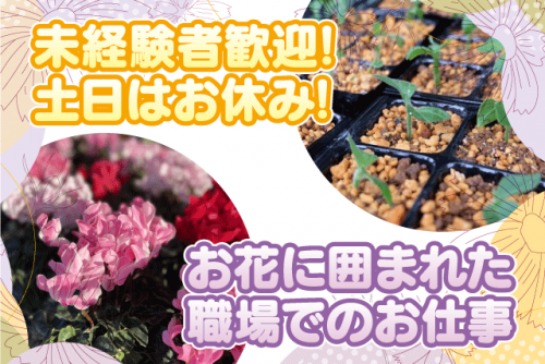 鉢花の出荷作業スタッフ さし穂調整 座り作業 パート｜M＆Mフラワー｜愛媛県伊予郡松前町大字神崎